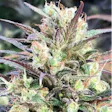 Product image for NukeHeads Cancer Blaster Fem Seeds