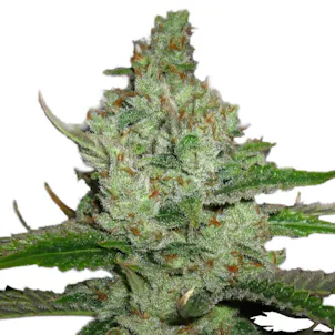 Photo of Hindu Kush (fem) seeds