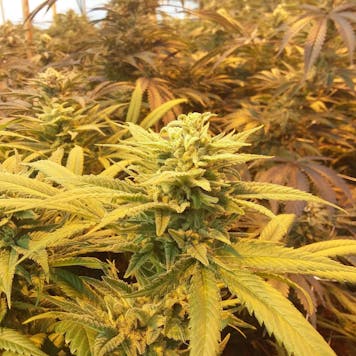 Photo of Blessed Hellride