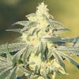 Product image for AUTO Gorilla Glue Cannabis Seeds Feminized