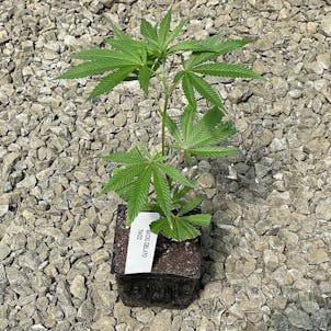 Photo of Bacio Gelato Clone