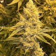 Product image for AUTO HINDU LIGHTS SEEDS