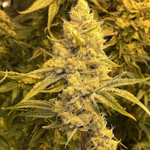 Photo of AUTO HINDU LIGHTS SEEDS