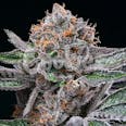 Candy Candy Feminized Cannabis Seeds