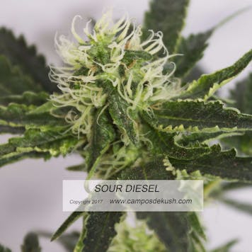 Photo of Sour Diesel