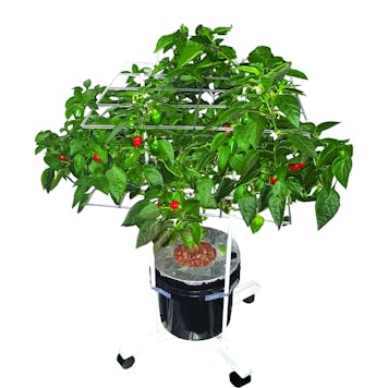 Photo of P SCROG Pro System