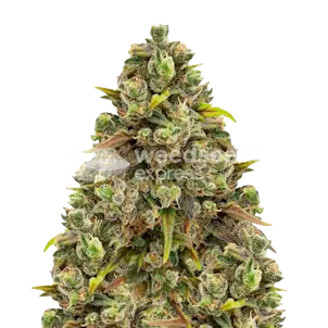 Photo of Sexxpot Feminized Seeds