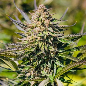 Photo of Mimosa .7 gram Pre Roll five pack