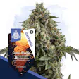 Product image for Cosmic Noodles by Zamnesia Seeds
