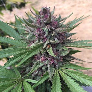 Photo of Outdoor Performance Cannabis