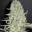 Product image for White Widow x Big Bud