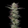 Nutter Budder Feminized Cannabis Seeds