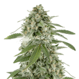 Product image for White Widow X Northern Lights Feminized Seeds