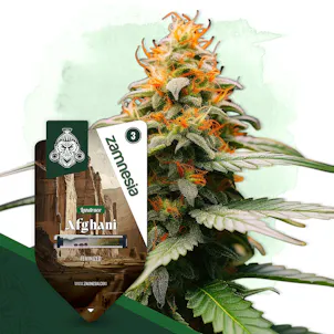 Photo of Afghani by Zamnesia Seeds