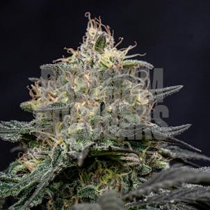 Photo of Star Killer