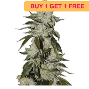 Photo of Autoflower Girl Scout Cookies