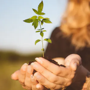 Photo of Blueberry Pie Tincture - 1000mg Full Spectrum CBD Oil