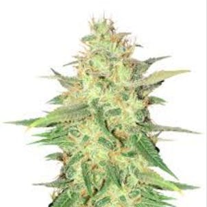 Photo of Strawberry Cough Seeds