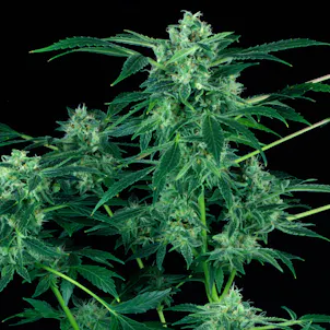 Photo of AUTO WHITE BERRY