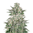 Product image for Critical White Feminized Seeds