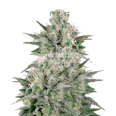 Critical White Feminized Seeds