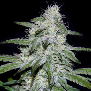 Photo of Kritikal Bilbo CBD