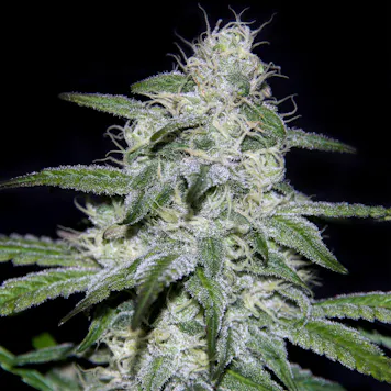Photo of Kritikal Bilbo CBD