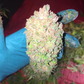 Photo of Sugar Candy