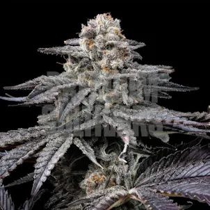 Photo of Obama Runtz