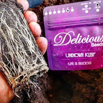 Photo of Unknown Kush