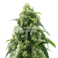Pure Power Plant Feminized Seeds