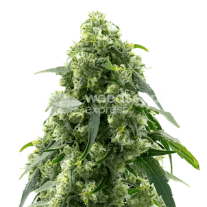 Photo of Pure Power Plant Feminized Seeds