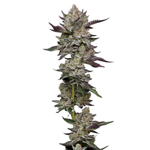 Photo of Poddy Mouth Feminized Seeds 10-pack