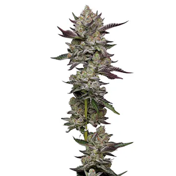 Photo of Poddy Mouth Feminized Seeds 10-pack