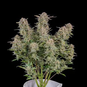 Photo of Bruce Banner Seeds - Autoflower