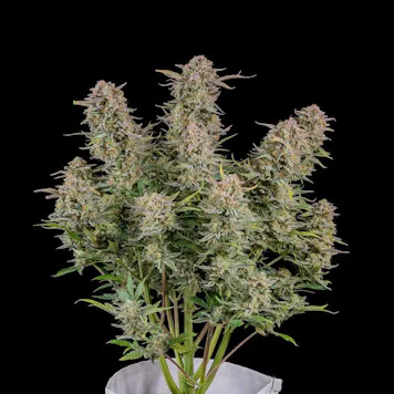 Photo of Bruce Banner Seeds - Autoflower