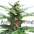 Northern Lights (autoflowering) seeds