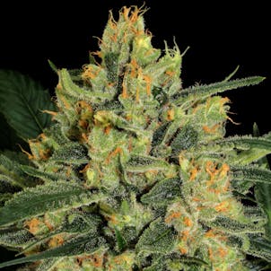 Photo of CBD - DURGA MATA 2