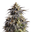 Product image for Do-si-Dos Autoflower Seeds