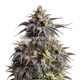 Do-si-Dos Autoflower Seeds