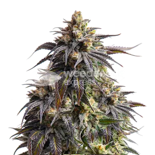 Photo of Do-si-Dos Autoflower Seeds