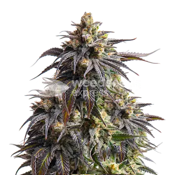 Photo of Do-si-Dos Autoflower Seeds