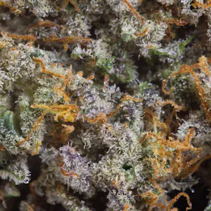 Photo of GE33 X Tropicana Cookies, 3.5g