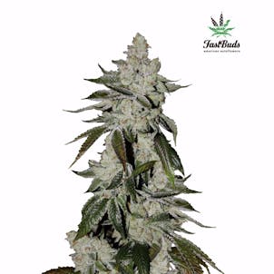 Photo of GSC (f.k.a. Girl Scout Cookies)