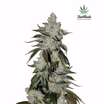 Photo of GSC (f.k.a. Girl Scout Cookies)