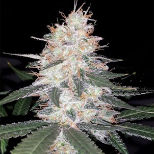 Photo of Kali Mist Seeds