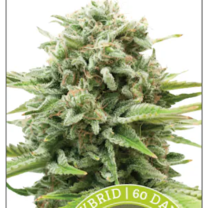 Photo of MEDUSA – 10 PACK