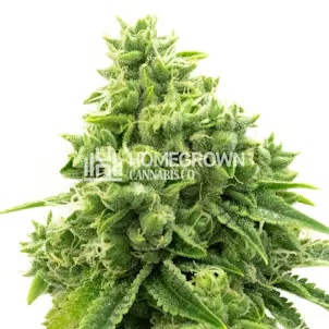 Photo of OG Kush Feminized