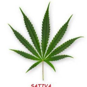 Photo of Sativa Strain