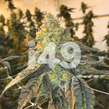 Photo of Bruce Banner Feminized
